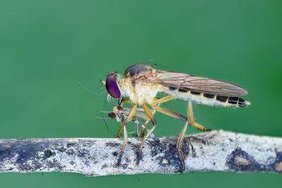 Close-up of insect on plant