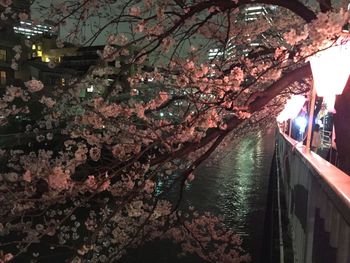 Trees in the dark