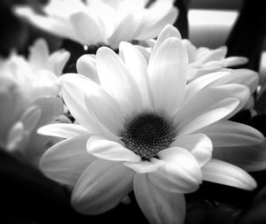 Close-up of flowers blooming outdoors