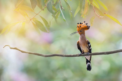 Close-up of bird perching on branch