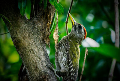 Close-up of a bird perching on tree