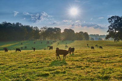 Horses in a field