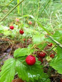 Close-up of red berries growing on tree