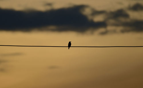 Silhouette bird flying against sky during sunset