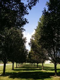 Trees in park against sky