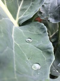 Close-up of raindrops on leaves