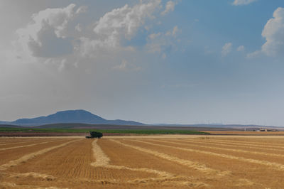 Scenic view of agricultural field against sky
