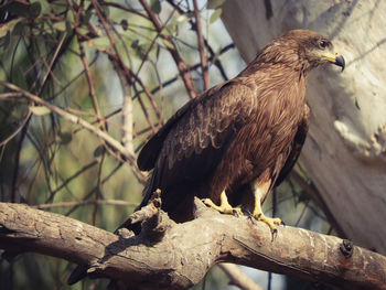 Close-up of a black kite perching on tree