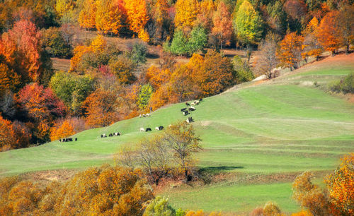 Scenic view of trees during autumn