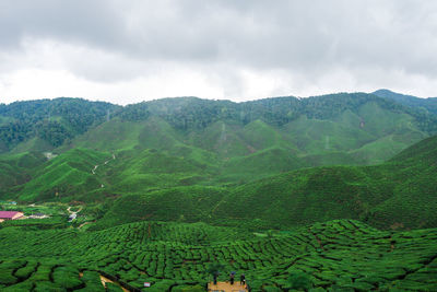 View of green tea plantation, cameron highlands farm during the weather after rain