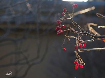 Close-up of christmas decorations