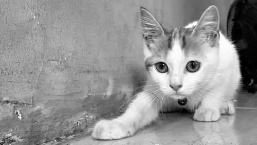 Portrait of cat relaxing on floor