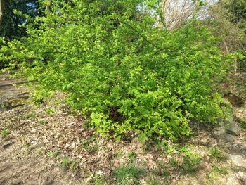 plant