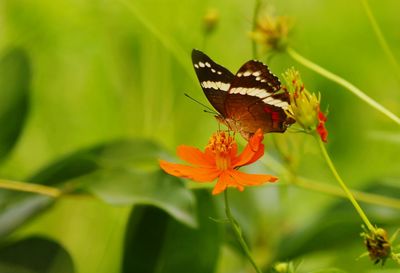 Close-up of butterfly perching on plant