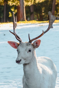 Close-up of deer in snow