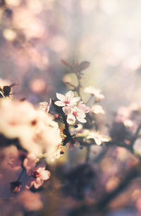 Close-up of pink cherry blossoms