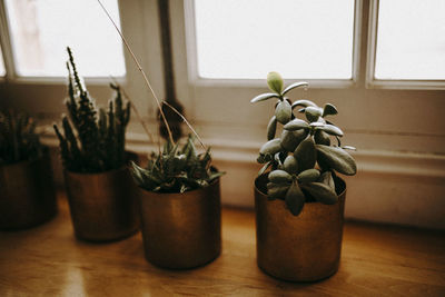 Close-up of potted plant on table at home