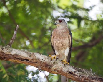 Low angle view of shikra perching on tree