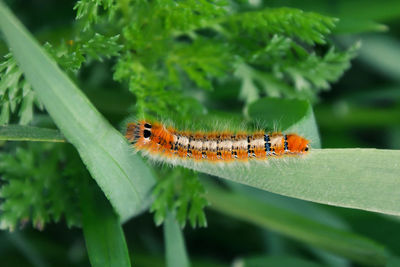 Close-up of insect on leaf