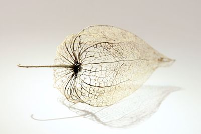 Close-up of over white background