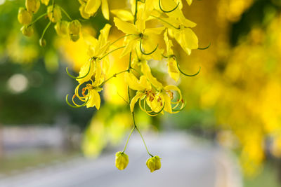 Close-up of yellow flowering plant