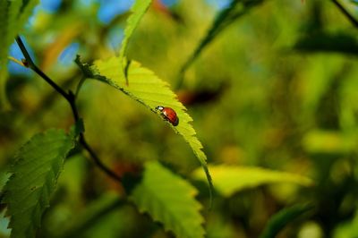 Close-up of ladybug on plant