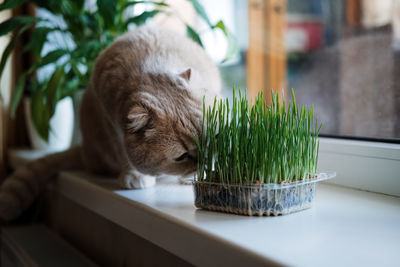 Cute scottish fold cat sitting near catnip or cat grass grown from barley, oat, wheat or rye seeds