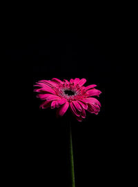 Close-up of pink flower against black background