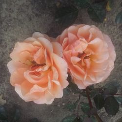 Close-up of rose