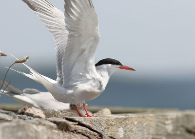 Close-up of seagull flying over rock