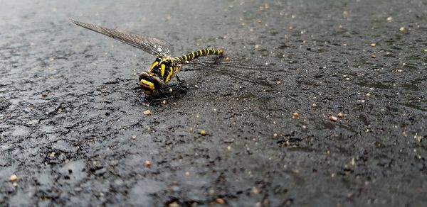 High angle view of insect on land