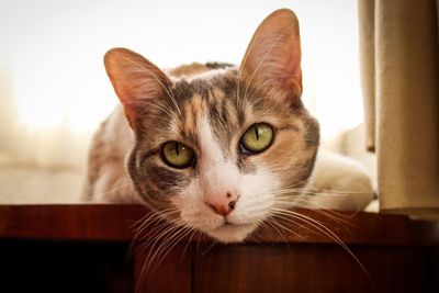 Close-up portrait of a cat