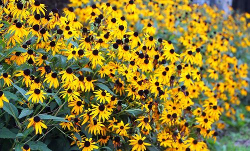 Yellow flowers blooming on field