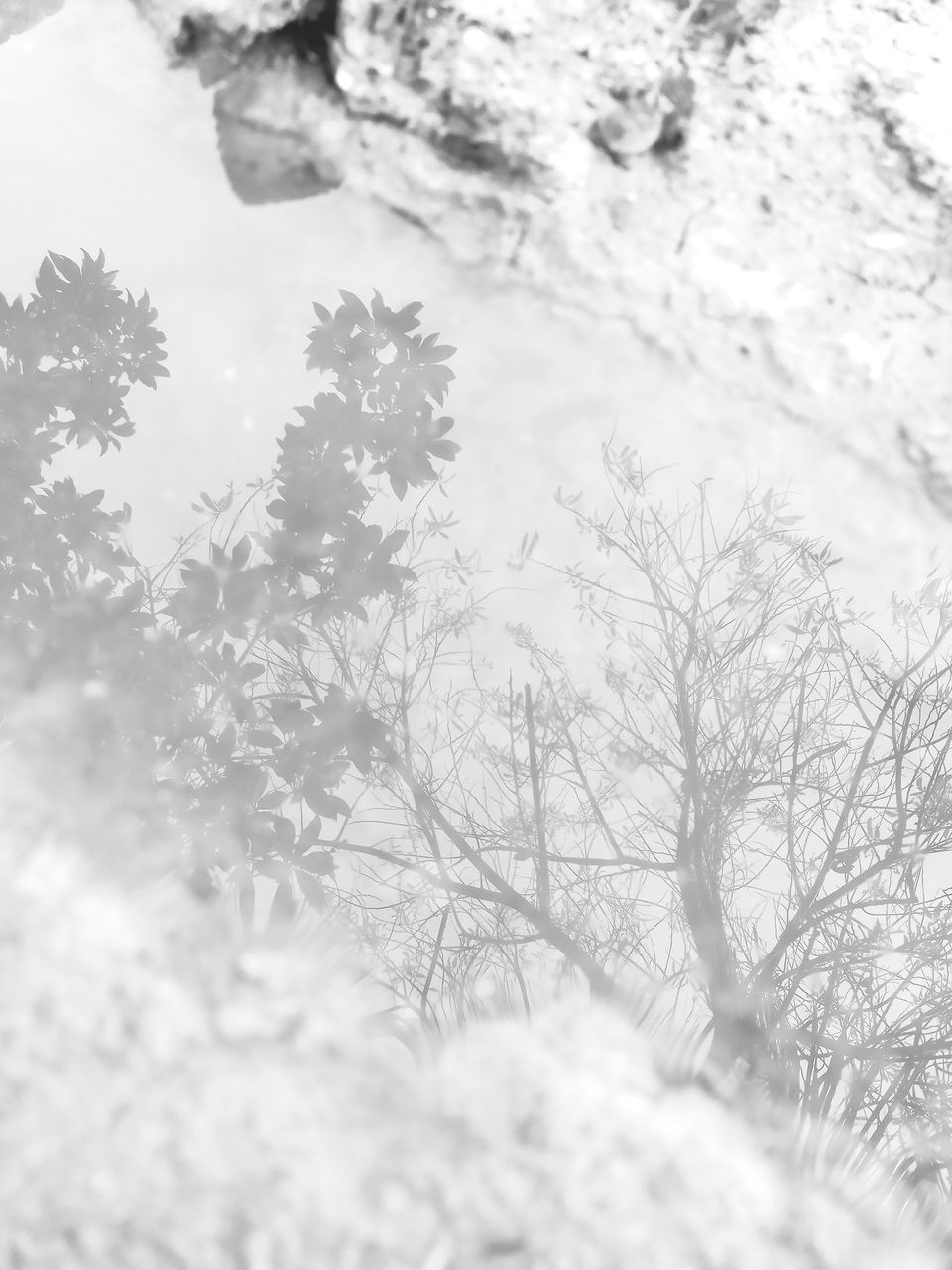 CLOSE-UP OF FROZEN TREES AGAINST SKY