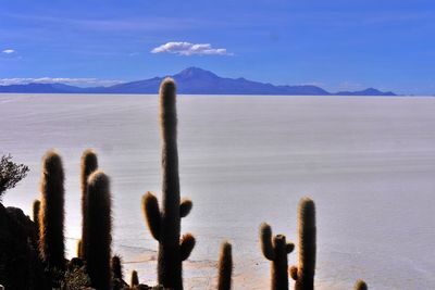 Cactus growing in desert against sky