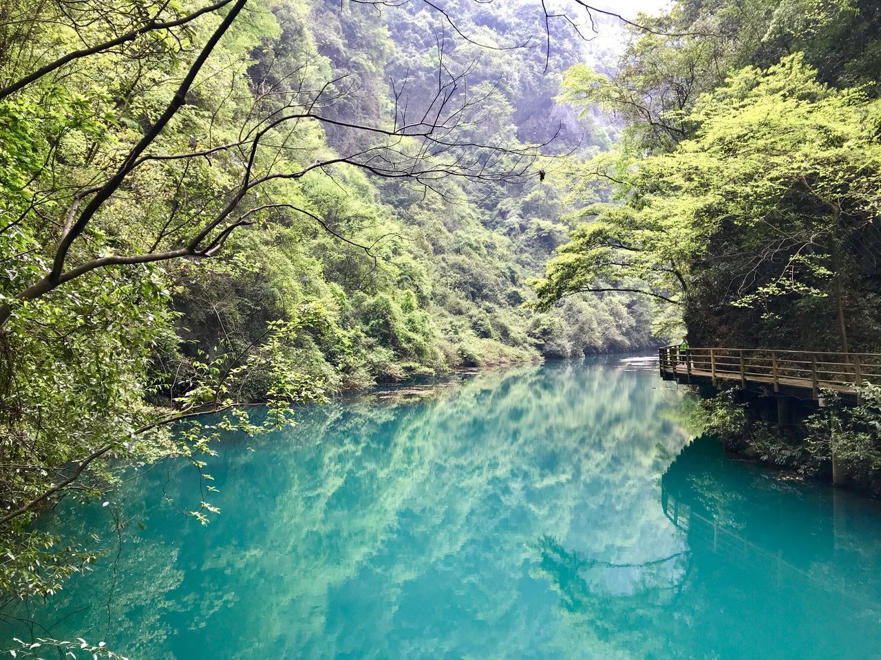 SCENIC VIEW OF WATER FLOWING THROUGH TREES