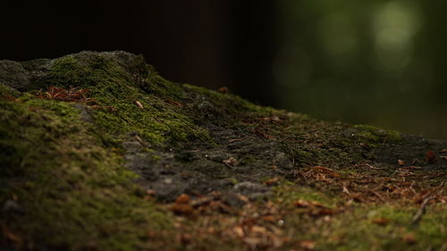 Close-up of moss on rock