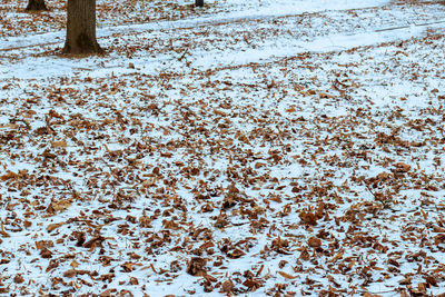 snow