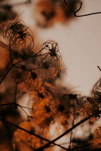 Close-up of dried plant against orange sky