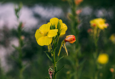Close-up of yellow flowering plant
