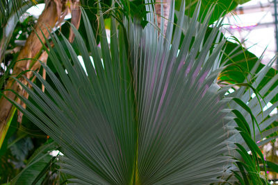 Close-up of palm tree leaves