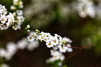 Close-up of white flowers on branch