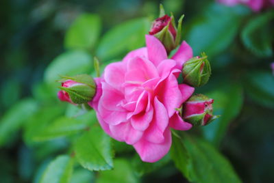 Close-up of pink rose blooming outdoors