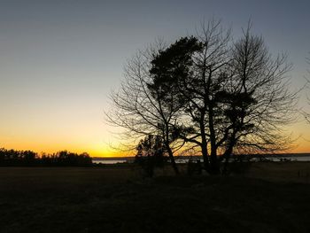 Bare trees on field at sunset