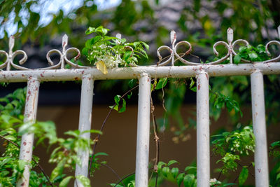 Close-up of plants against fence