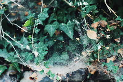 Close-up of wet spider web on plant