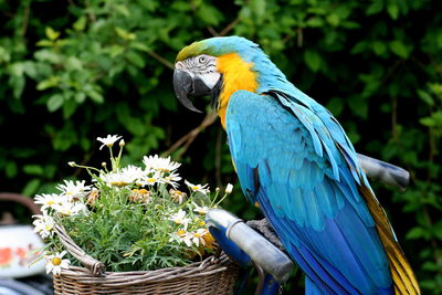 Close-up of blue parrot perching on plant