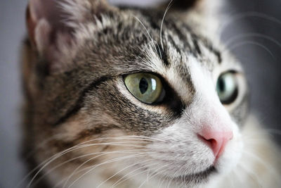 pet