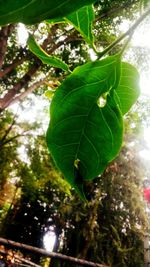 Close-up of green leaves