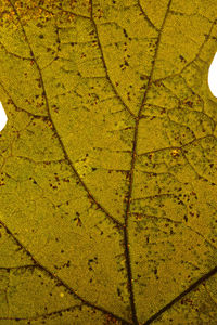 Full frame shot of yellow leaves during autumn